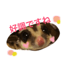 フクロモモンガのもこちゃん（個別スタンプ：25）