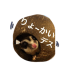フクロモモンガのもこちゃん（個別スタンプ：31）