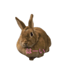 うさぎのキャロル（2）（個別スタンプ：2）