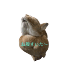 うさぎのキャロル（2）（個別スタンプ：3）