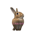 うさぎのキャロル（2）（個別スタンプ：6）