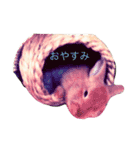 うさぎのキャロル（2）（個別スタンプ：9）