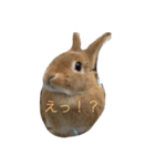 うさぎのキャロル（2）（個別スタンプ：10）