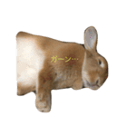 うさぎのキャロル（2）（個別スタンプ：14）