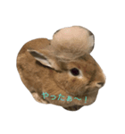 うさぎのキャロル（2）（個別スタンプ：15）