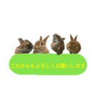 うさぎのキャロル（個別スタンプ：1）