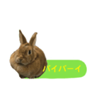 うさぎのキャロル（個別スタンプ：2）