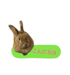 うさぎのキャロル（個別スタンプ：3）