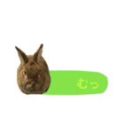 うさぎのキャロル（個別スタンプ：4）