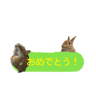 うさぎのキャロル（個別スタンプ：5）
