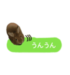 うさぎのキャロル（個別スタンプ：6）