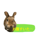 うさぎのキャロル（個別スタンプ：7）