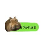 うさぎのキャロル（個別スタンプ：9）