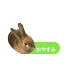 うさぎのキャロル（個別スタンプ：10）