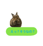 うさぎのキャロル（個別スタンプ：11）