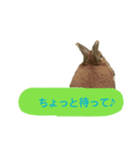 うさぎのキャロル（個別スタンプ：12）