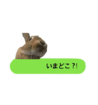 うさぎのキャロル（個別スタンプ：14）