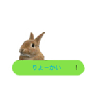 うさぎのキャロル（個別スタンプ：15）