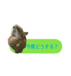 うさぎのキャロル（個別スタンプ：16）
