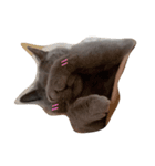 My angel of cat（個別スタンプ：3）