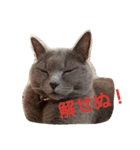 My angel of cat（個別スタンプ：4）