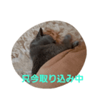 My angel of cat（個別スタンプ：8）