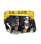 totonondog（個別スタンプ：6）