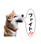 応援犬 ココア＆メイ（個別スタンプ：3）