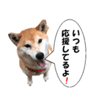 応援犬 ココア＆メイ（個別スタンプ：12）