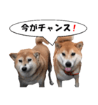 応援犬 ココア＆メイ（個別スタンプ：14）