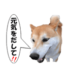 応援犬 ココア＆メイ（個別スタンプ：19）