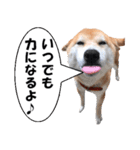 応援犬 ココア＆メイ（個別スタンプ：34）