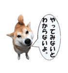 応援犬 ココア＆メイ（個別スタンプ：39）