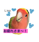 ラブバード インコ 文鳥（個別スタンプ：1）