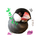 ラブバード インコ 文鳥（個別スタンプ：4）
