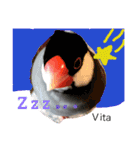 ラブバード インコ 文鳥（個別スタンプ：6）