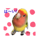 ラブバード インコ 文鳥（個別スタンプ：7）