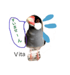 ラブバード インコ 文鳥（個別スタンプ：8）