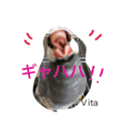 ラブバード インコ 文鳥（個別スタンプ：10）
