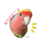 ラブバード インコ 文鳥（個別スタンプ：11）