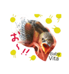ラブバード インコ 文鳥（個別スタンプ：12）