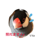 ラブバード インコ 文鳥（個別スタンプ：16）