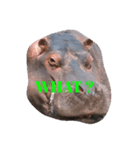 Coco the hippo.（個別スタンプ：2）