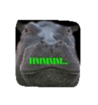 Coco the hippo.（個別スタンプ：3）