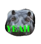 Coco the hippo.（個別スタンプ：5）