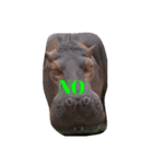 Coco the hippo.（個別スタンプ：8）