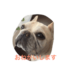 I am Leon of French bulldog（個別スタンプ：1）