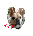 I am Leon of French bulldog（個別スタンプ：2）