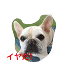 I am Leon of French bulldog（個別スタンプ：3）