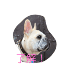 I am Leon of French bulldog（個別スタンプ：4）